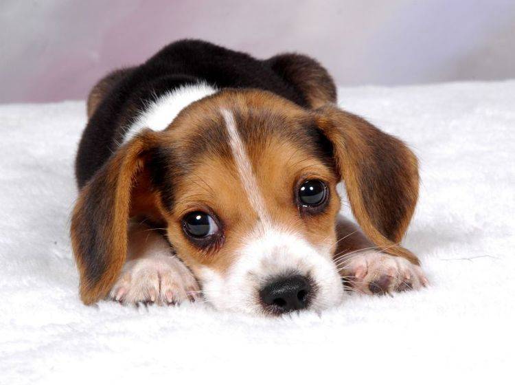 Beagle sind nicht gern allein und haben gern Gesellschaft – Shutterstock / Rhonda ODonnell