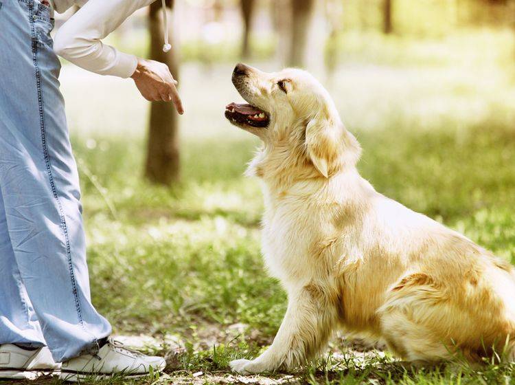 Mit positiver Verstärkung soll die Hundeerziehung leichter funktionieren – Shutterstock / Soloviova Liudmyla