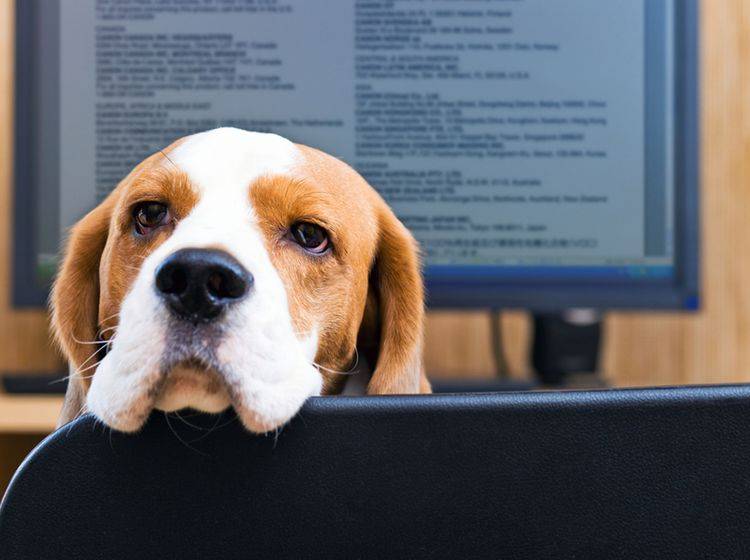 Mit einem Hund im Büro wird jede Excel-Tabelle erträglicher – Shutterstock/Igor Normann