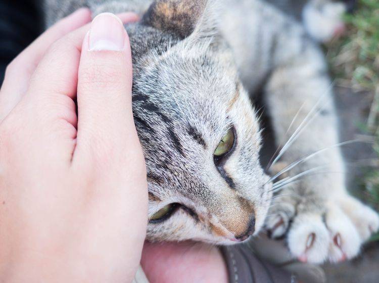 Katzen sind sehr sensible Tiere, daher sollten Sie immer geduldig mit ihnen sein – Shutterstock / Montree Sanyos