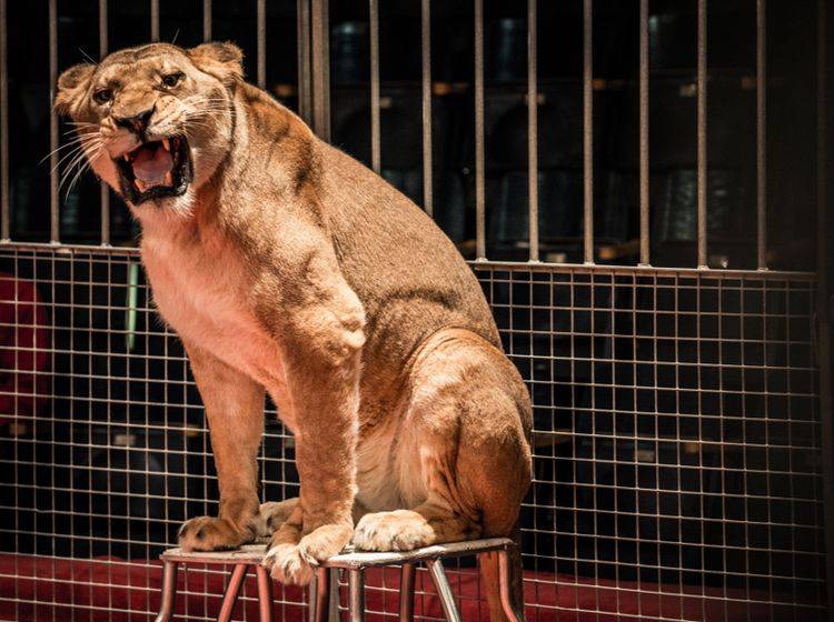 Wildtiere wie dieser Löwe gehören nicht in die Manege, sondern in die freie Wildbahn – Shutterstock / Nejron Photo