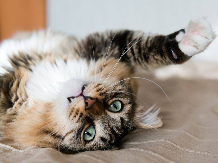Was Ihnen diese Miez wohl sagen will? Kenntnisse der Katzensprache könnten weiterhelfen – Shutterstock/Valeri Potapova