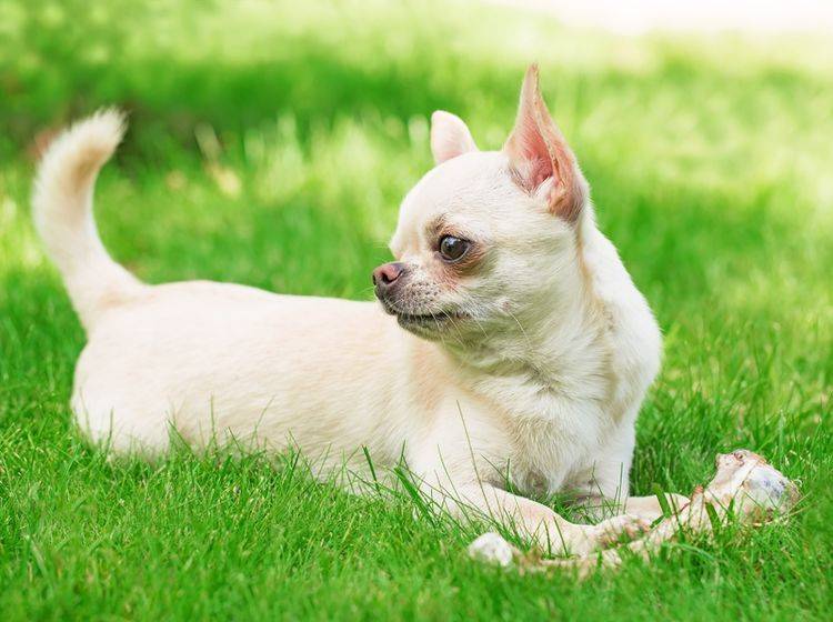 Chihuahuas haben gegen einen leckeren Knochen ab und zu nichts einzuwenden – Shutterstock / Little Moon