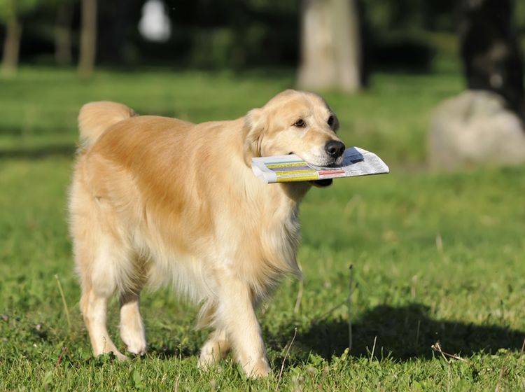 Golden Retriever gehören zu den Hunderassen, die sehr gern apportieren – Shutterstock / dogist