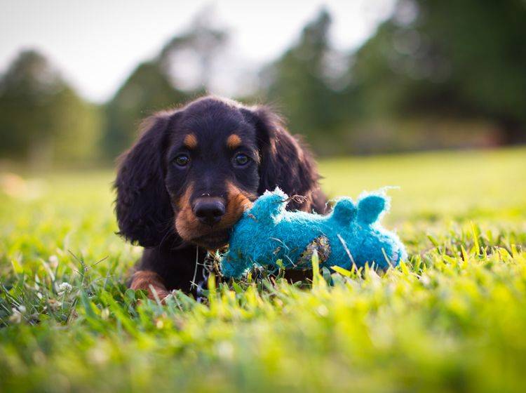 "Wer mag mit mir spielen? Ich hab extra mein Lieblingsstofftierchen dabei!", scheint dieser knuffelsüße Welpe sagen zu wollen – Shutterstock / Gunnar Rathbun