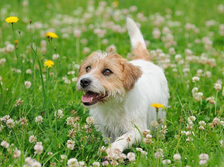 Auch Hunde können unter einer Pollenallergie oder Heuschnupfen leiden – Shutterstock / anetapics