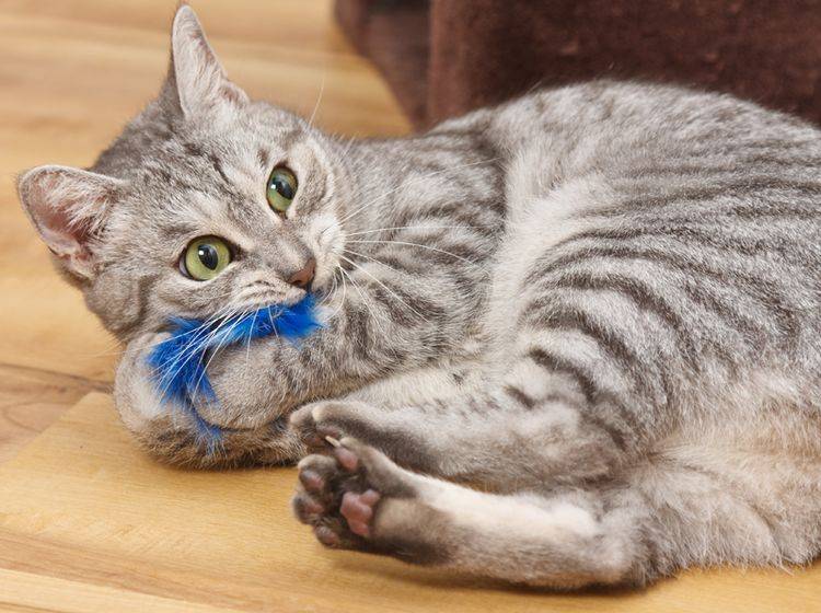 "Nimm das, blaues Puschelding!", denkt diese junge Tigerkatze beim Spielen – Shutterstock / Xseon