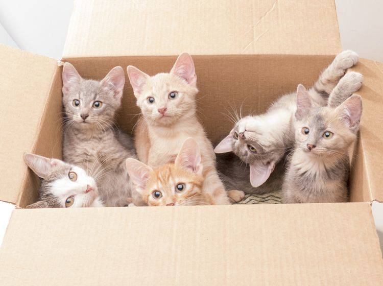 Ausgesetzte Katzenbabys in einem Karton: Wie kann man den kleinen Fellnasen helfen? – Shutterstock / Serega K Photo and Video