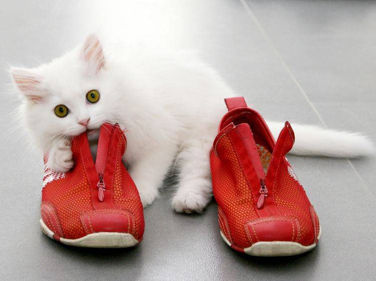 Diese flauschige Katze findet: "An Schuhen knubbeln macht Spaß!" – Shutterstock / SaNa
