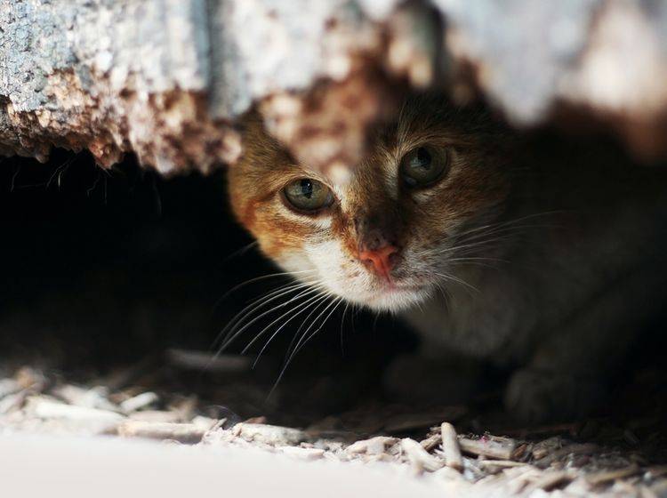 Kranke, geschwächte Katzen ziehen sich manchmal in Verstecke zurück – Shutterstock / Lenar Musin