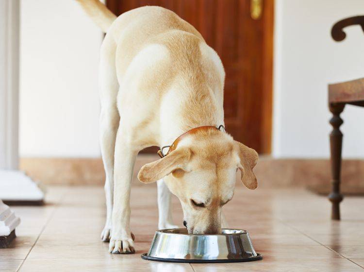 Labradore wissen eine zünftige Mahlzeit zu schätzen, sind aber manchmal etwas verfressen – Shutterstock / Jaromir Chalabala