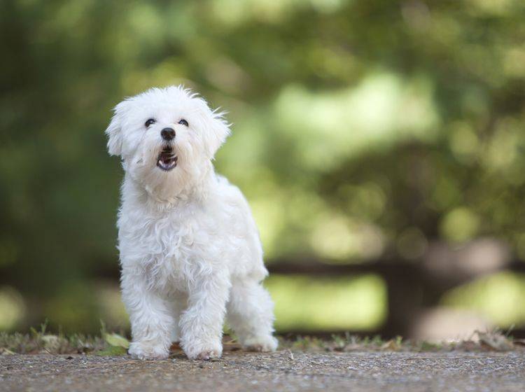 Bellender Malteser-Hund: Was möchte der süße Wuschel damit wohl mitteilen? – Shutterstock / Mary Rice