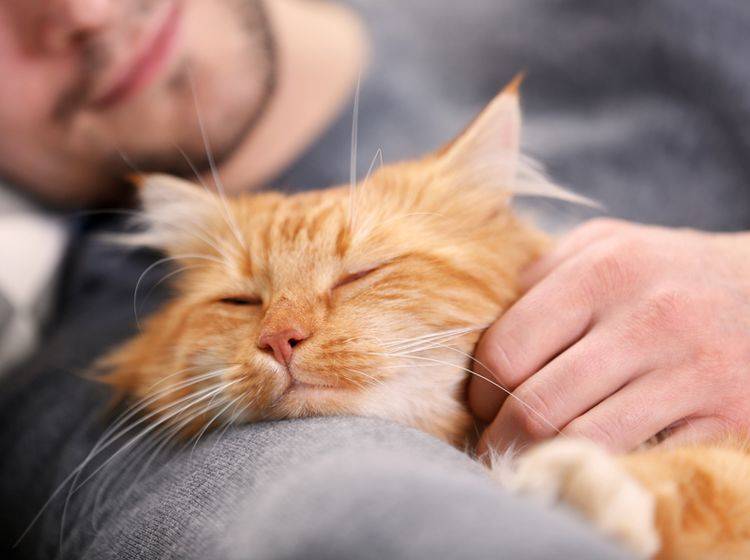 Mit viel Liebe und guter Pflege können FIV-positive Katzen ein ganz normales, schönes Leben führen – Shutterstock / Africa Studio