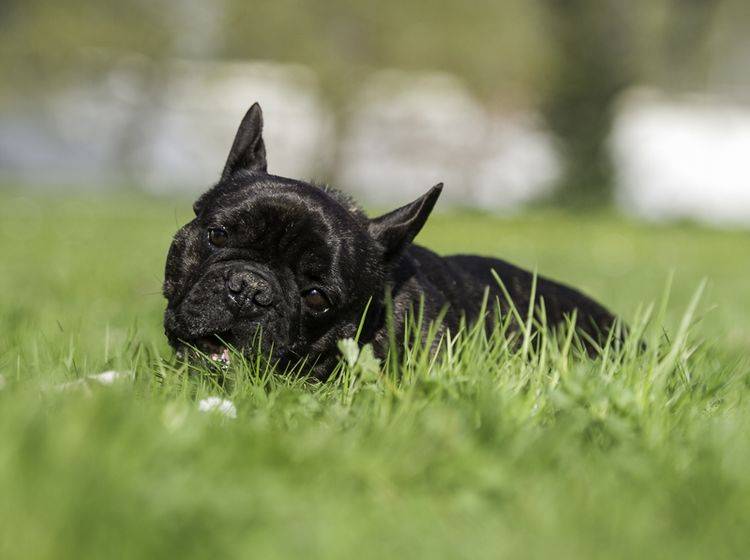 Gelegentlicher Grasgenuss bei Hunden ist nicht besorgniserregend – Shutterstock / Aneta Jungerova