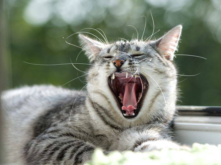 Diese Katze hatte offensichtlich keine Probleme beim Zahnwechsel – Renata Apanaviciene – Shutterstock