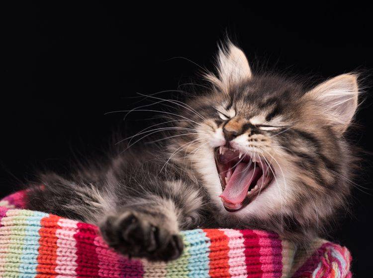 "Ouaaah! Ich bin ein gefährliches Raubtier!", scheint die kleine sibirische Katze sagen zu wollen – Shutterstock / Lubava