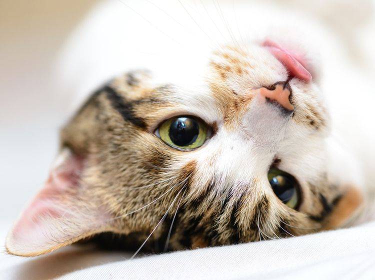 Miau auf Hölländisch? Das gibt es im Katzenkabinett in Amsterdam – Shutterstock/TungCheung