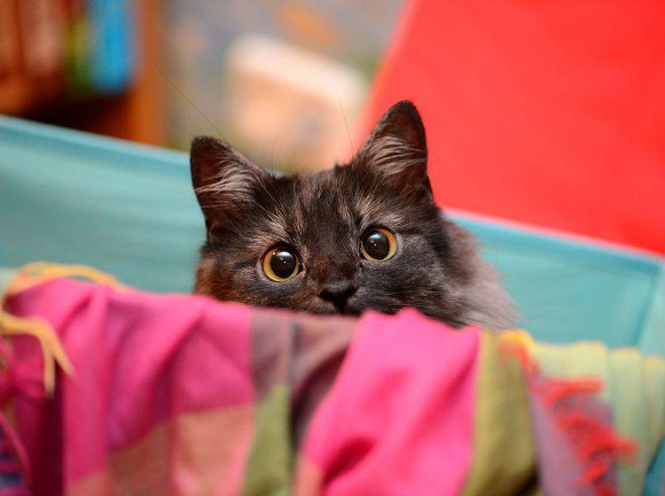 "Halloooo! Hier bin ich! Beachte mich! Spiel mit mir!": Katzen wissen ganz genau, wie sie ihre Lieblingsmenschen bezirzen können – Shutterstock / The Len