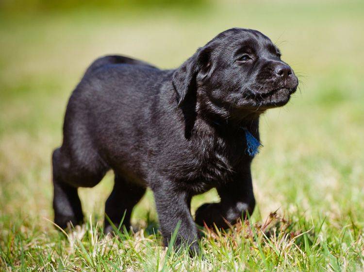 Dieser süße Labrador-Welpe scheint sich schon auf sein Training zu freuen – otsphoto/Shutterstock
