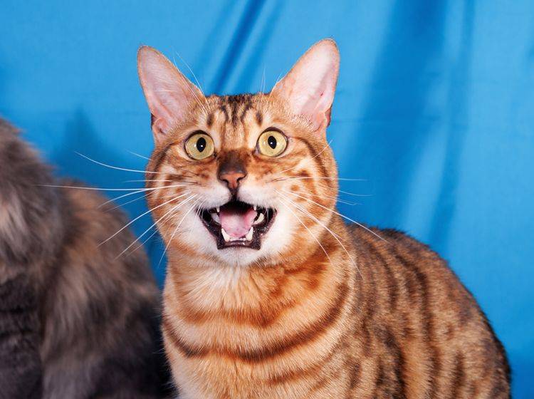 "Miauuuuuu!": Was will uns diese hübsche Tigerkatze wohl mitteilen? – Shutterstock / hannadarzy