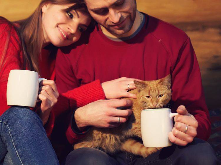 Der Weg zum Herzen eines Katzenhalters geht über seine Samtpfote – Shutterstock / Evgeny Bakharev