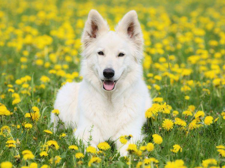 Zum Glück scheint dieser weiße Schäferhund keine Pollenallergie zu haben – Shutterstock / anetapics