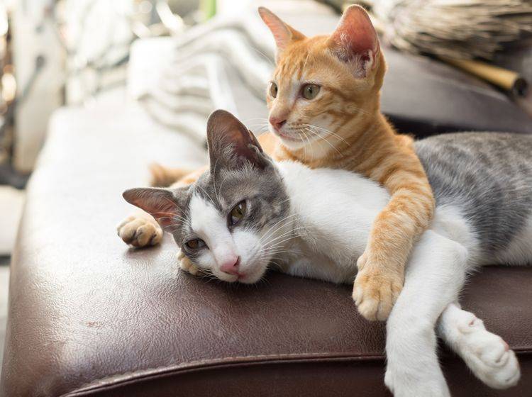 Mit einem tierischen Freund an ihrer Seite vermissen Katzen ihren Lieblingsmenschen nicht so sehr – Shutterstock / Easy Morning
