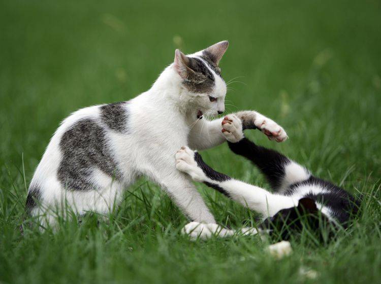 katzen kämpfen beim kennenlernen)