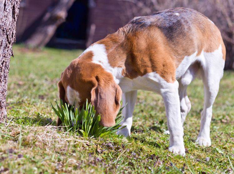 "Riecht eigentlich ganz gut; dann schmeckt es sicher auch" – Hunde empfinden Kot nicht als eklig – Shutterstock / Igor Normann