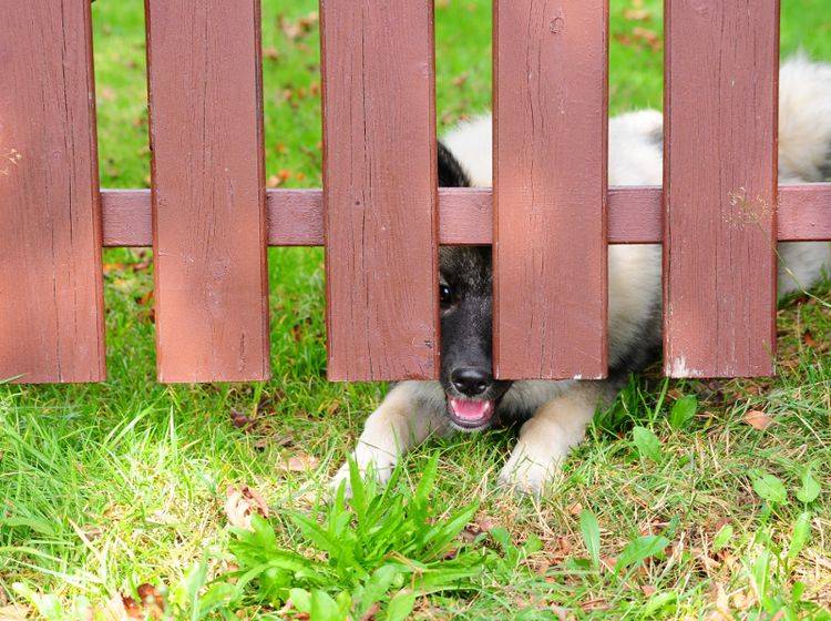 Will da etwa einer unterm Zaun durchschlüpfen? Achten Sie auf Schwachstellen im Hundezaun – Shutterstock / Bildagentur Zoonar GmbH