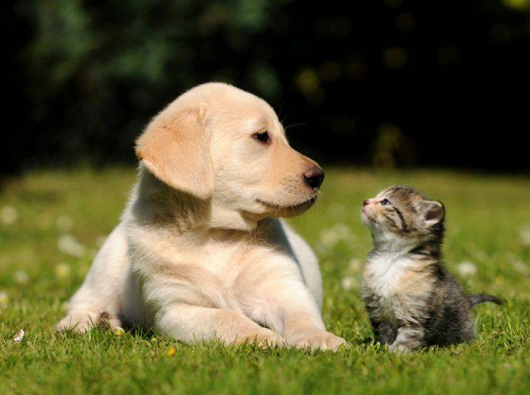Missverstehen sich oft – können sich aber auch aufrichtig mögen: Hunde und Katzen – Shutterstock / schubbel
