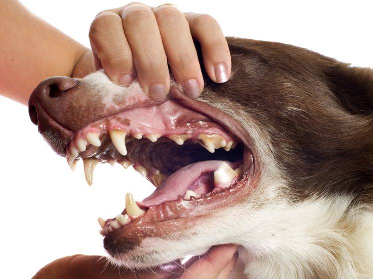 Das Hundegebiss Nur echt mit 42 Zähnen