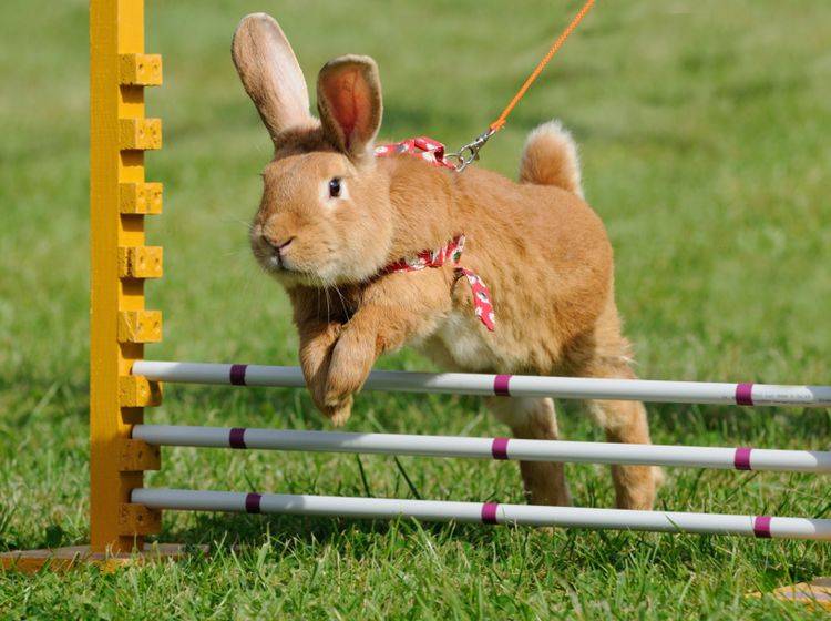 Kaninchen, Hasen und andere Hasenartige können Tricks lernen – überforden sollten Sie die Langohren jedoch niemals – Shutterstock / anetapics