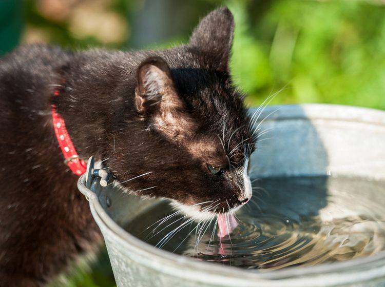 Zum Trinken reicht's, aber bitte nicht mehr! Katzen mögen Wasser am Fell überhaupt nicht – Shutterstock / Rita Kochmarjova