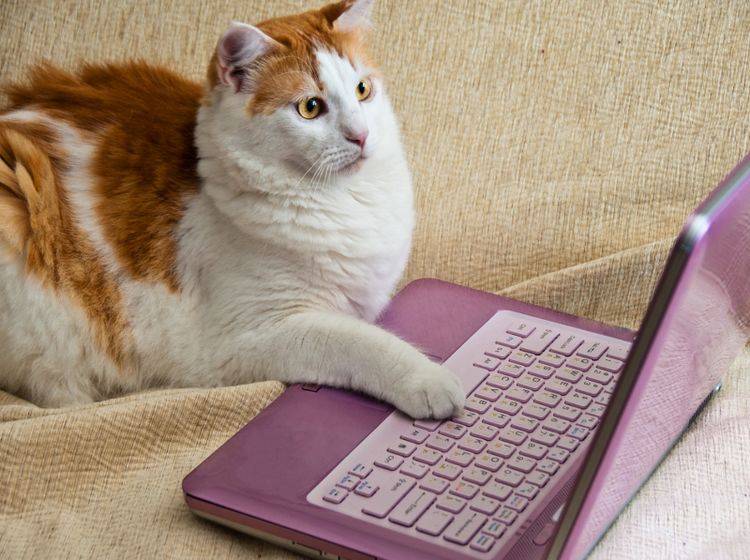 Katzen und Internet – das passt einfach wunderbar zusammen – Shutterstock / ben44