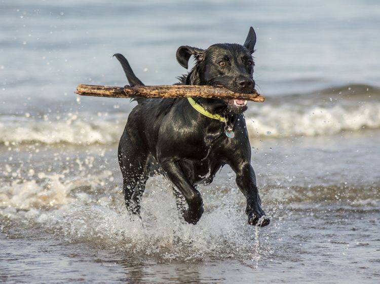 Labrador Retriever lieben es besonders, Gegenstände aus dem Wasser zu holen – Shutterstock / stuart renneberg