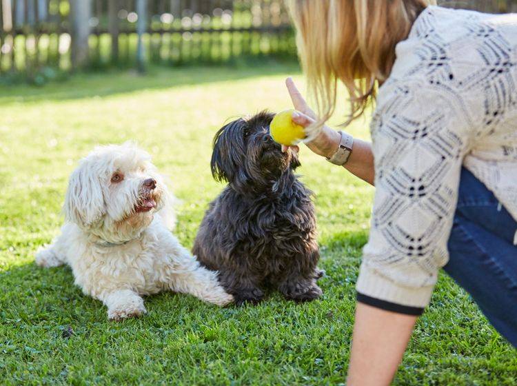 Wenn Hunde nicht warten beziehungsweise zu früh Apportieren und Sie den Ball dann einfach wegnehmen, ist dies auch eine Form von negativer Verstärkung – Shutterstock / Peter Mayer Fotos