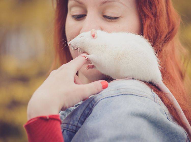 Ratten lieben neue Umgebungen. Sind sie zahm, können Sie mit den Nagern auch nach draußen! – Shutterstock / Darina Matasova