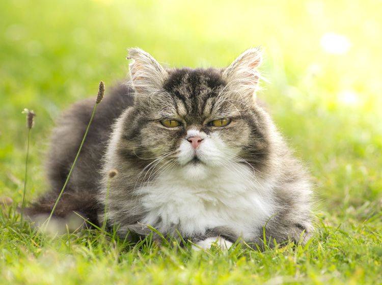 Naturheilmittel können für alte Katzen eine tolle Ergänzung für die Gesundheit sein – Shutterstock / VICUSCHKA