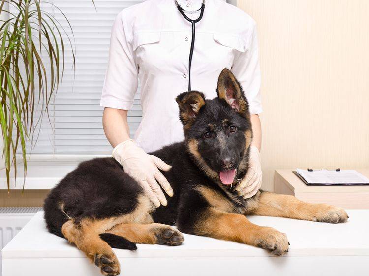 Beim Tierarzt können Hunde mit Harnwegserkrankungen Hilfe bekommen – Shutterstock / Sonsedska Yuliia