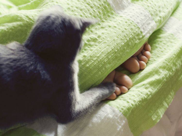 Katze Knabbert Am Arm