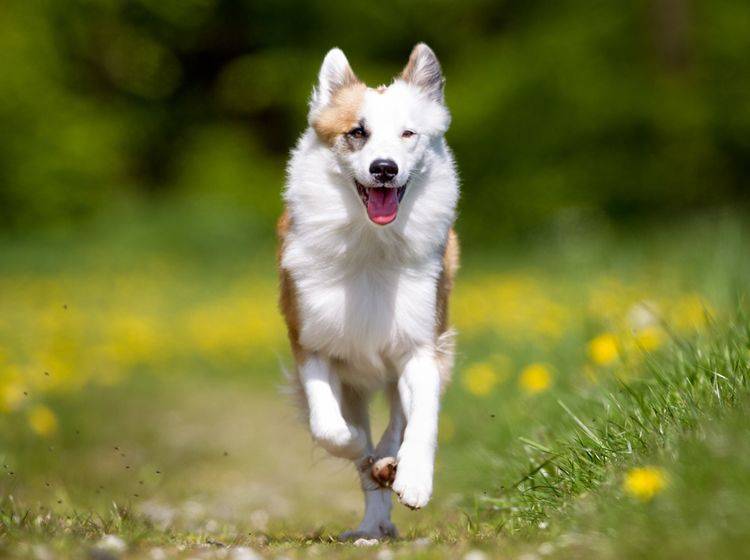"Hasch mich, ich bin der Frühling!": Dieser Islandhund hat keine Probleme mit Heuschnupfen – Shutterstock / Mikkel Bigandt
