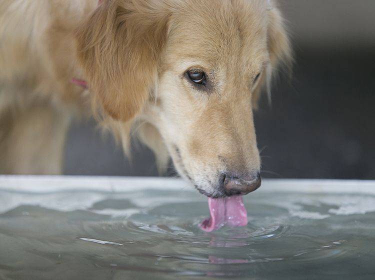 Zur Vorbeugung einer Blasenentzündung sollten Hunde viel Wasser trinken – Shutterstock / Damix