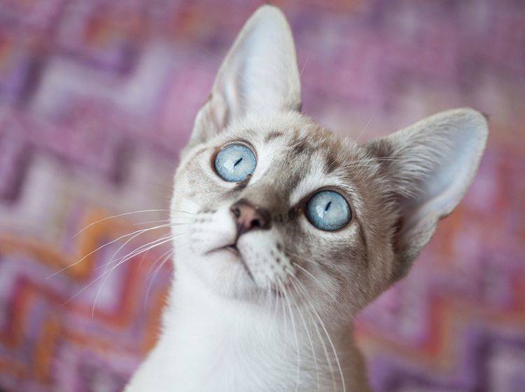 "Ui, Beute!": Diese hübsche Point-Katze mit ihren eisblauen Augen scheint in Spiellaune zu sein – Shutterstock / Talita Nicolielo
