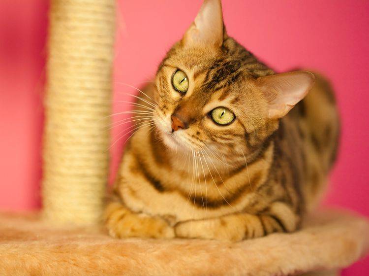 Bengal-Katzen sind intelligent, lebhaft und brauchen viel Aufmerksamkeit – Shutterstock / Shvaygert Ekaterina