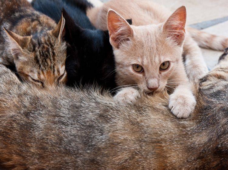 Den Milchtritt machen kleine Kätzchen bereits instinktiv bei ihrer Katzenmama – Shutterstock / photoshooter2015