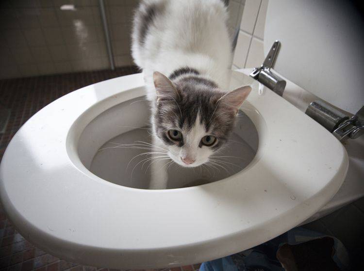 Hoppla! Diese durstige Katze wurde auf frischer Tat ertappt – Shutterstock / Olivia Lorot