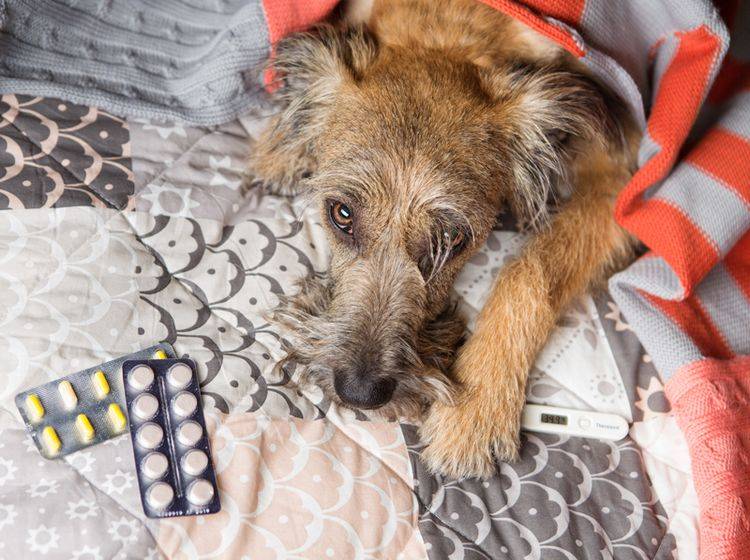 Schmerzmittel für Menschen sind für Hunde viel zu hoch dosiert und in der Regel giftig – Shutterstock / Kazantseva Olga