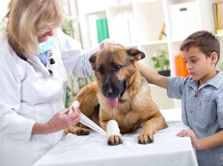 Schmerzmittel können Hunden helfen, sich nach einer Verletzung oder OP schneller zu erholen – Shutterstock / VP Photo Studio