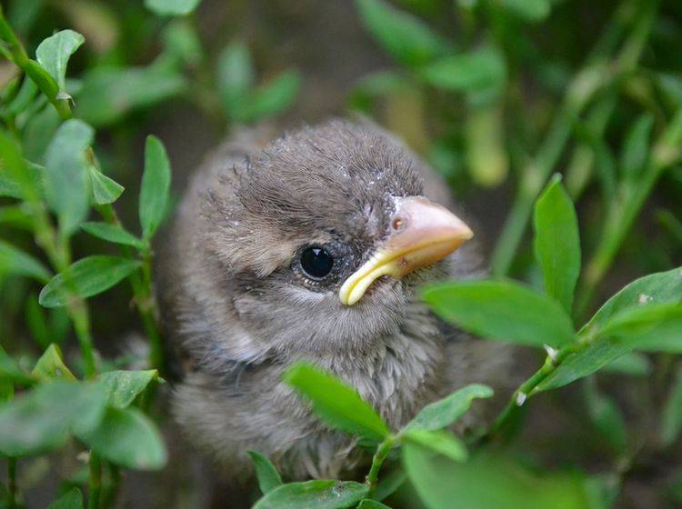Keine Sorge, kleiner Vogel, im Gebüsch bist du sicher, bis deine Mama zum Füttern kommt – Shutterstock / Andrew Iurciuc